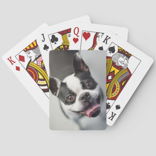 Getty Bilder | Fransk Bulldog Casinokort (Baksidan)