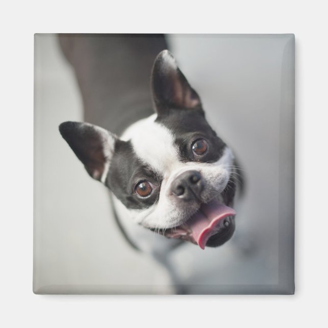 Getty Bilder | Fransk Bulldog Magnet (Framsidan)
