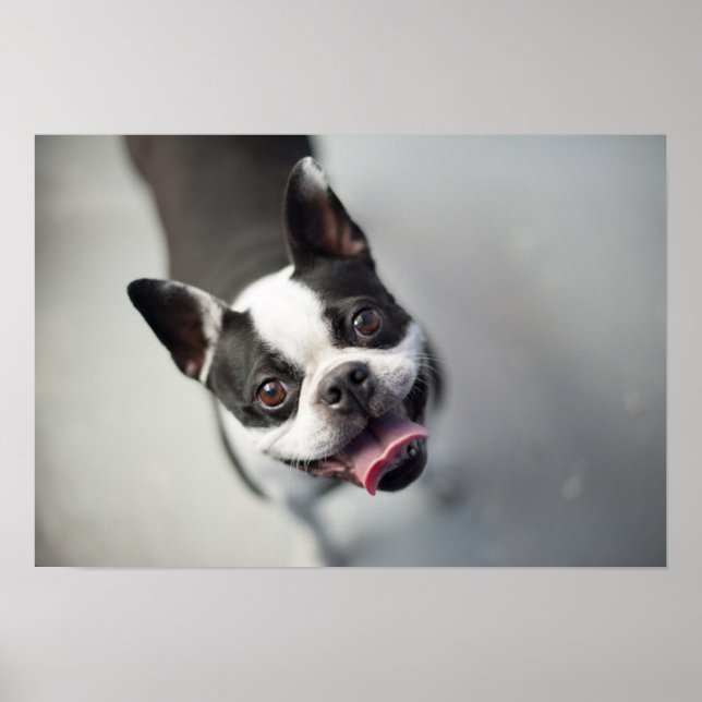 Getty Bilder | Fransk Bulldog Poster (Framsidan)