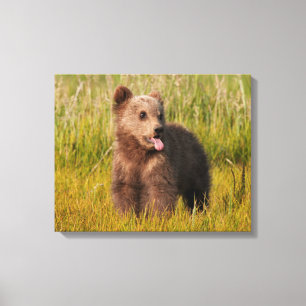 Getty Bilder Funny Baby Bear