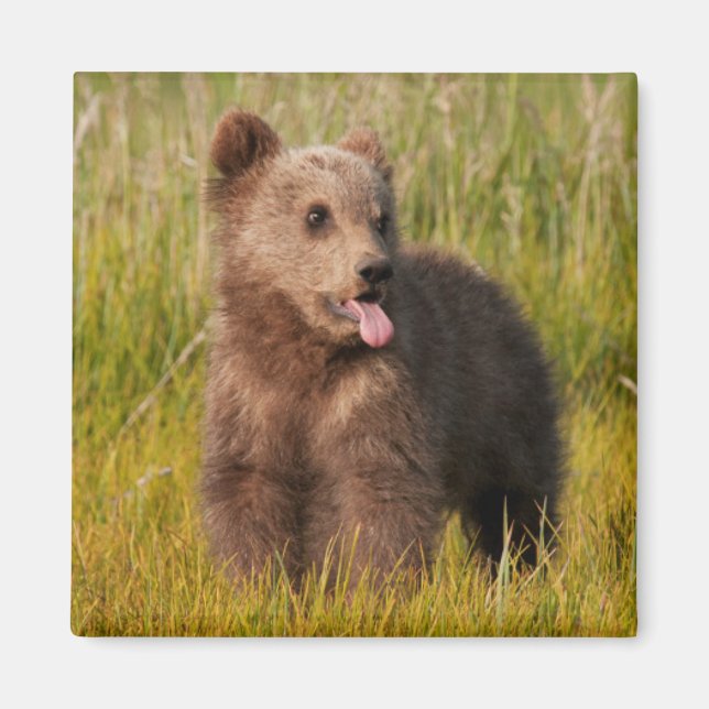 Getty Bilder | Funny Baby Bear Magnet (Framsidan)