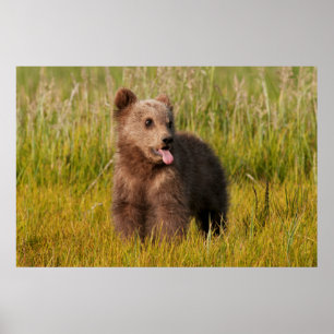 Getty Bilder Funny Baby Bear Poster