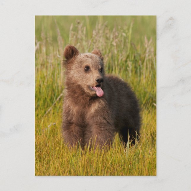 Getty Bilder | Funny Baby Bear Vykort (Framsida)
