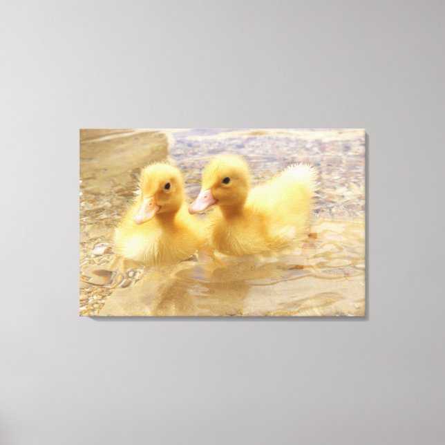 Getty Bilder | Fuzzy Gult Ducklings (Framsida)