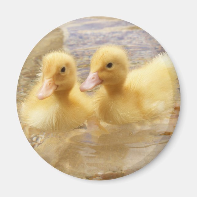 Getty Bilder | Fuzzy Gult Ducklings Magnet (Framsidan)