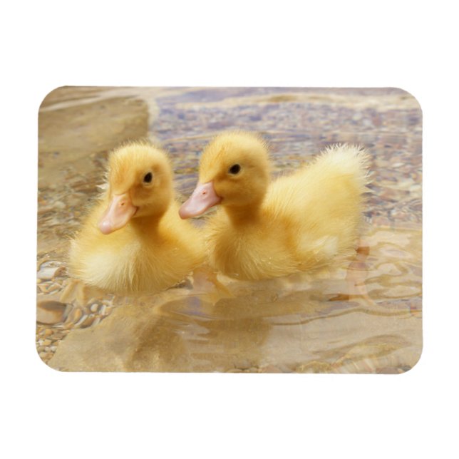 Getty Bilder | Fuzzy Gult Ducklings Magnet (Horisontell)