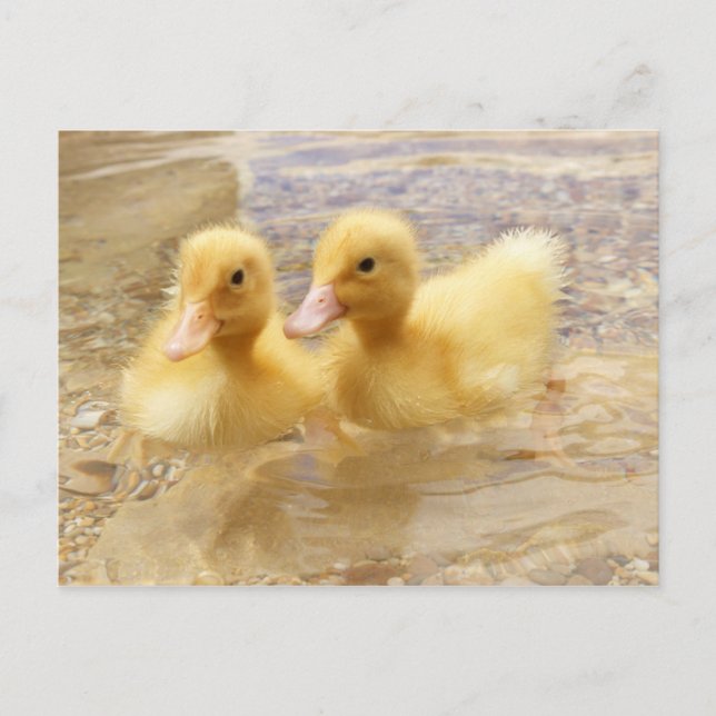 Getty Bilder | Fuzzy Gult Ducklings Vykort (Framsida)