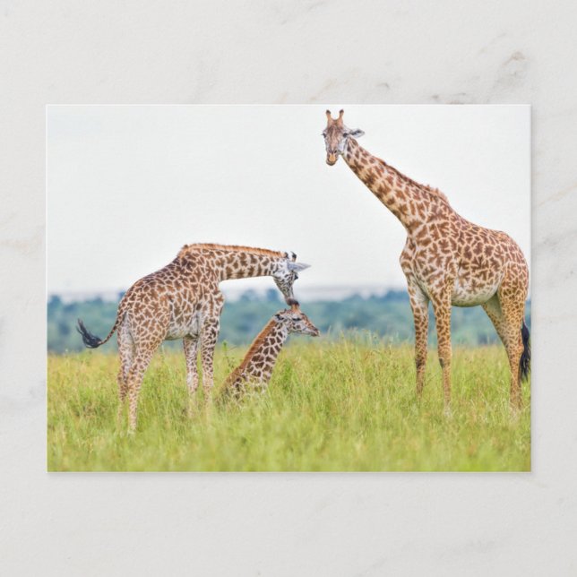 Getty Bilder | Giraffe Family Vykort (Framsida)