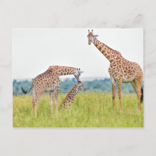 Getty Bilder Giraffe Family Vykort