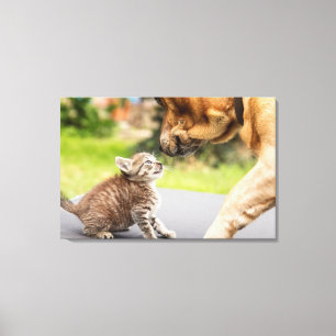 Getty Bilder Hund och katt i Kärlek