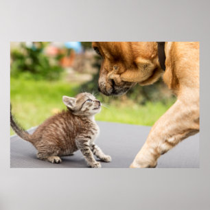 Getty Bilder Hund och katt i Kärlek Poster