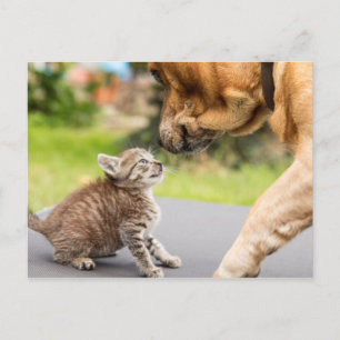 Getty Bilder Hund och katt i Kärlek Vykort