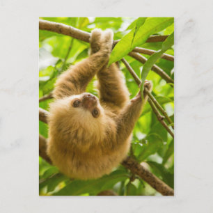 Getty Bilder Insida ned-fack Vykort