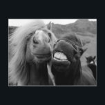 Getty Bilder | Lekande hästar Vykort<br><div class="desc">Det finns alltid en vän med det underbara leendet och var ni än går måste de där pearly whites vara på visningen. Och sen har du har vännen med den underbara manen och bara en äkta lycklig-häst när du är tillsammans. Gör någon till en dag med denna underbara påminnelse om...</div>