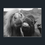 Getty Bilder | Lekande hästar Vykort<br><div class="desc">Det finns alltid en vän med det underbara leendet och var ni än går måste de där pearly whites vara på visningen. Och sen har du har vännen med den underbara manen och bara en äkta lycklig-häst när du är tillsammans. Gör någon till en dag med denna underbara påminnelse om...</div>