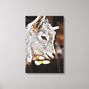 Getty Bilder Little Goat