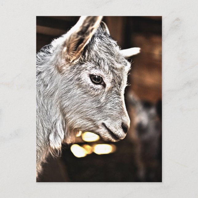 Getty Bilder | Little Goat Vykort (Framsida)