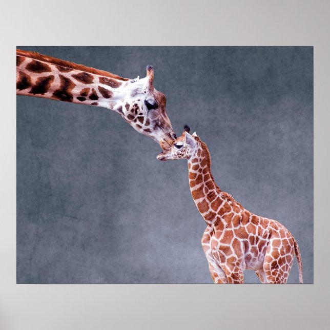 Getty Bilder | Mor och Baby Giraffe Poster (Framsidan)