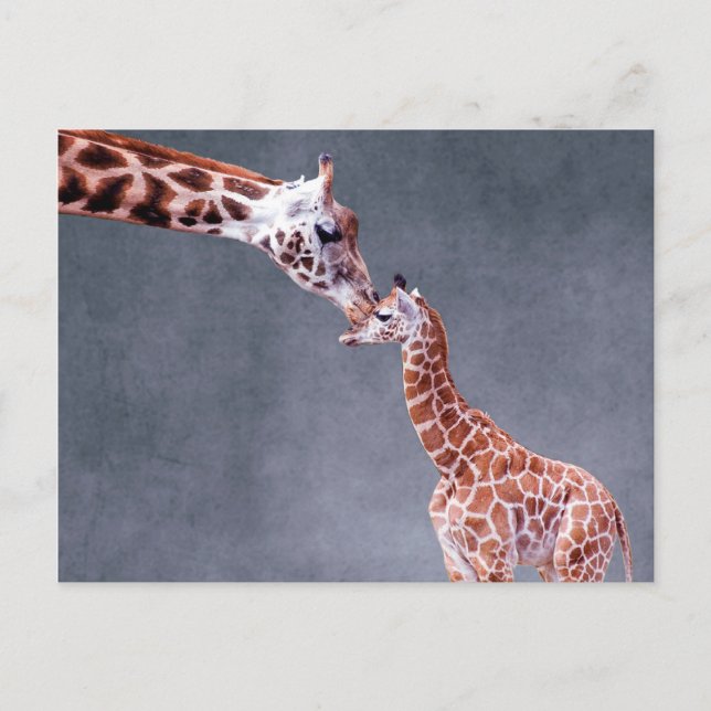 Getty Bilder | Mor och Baby Giraffe Vykort (Framsida)