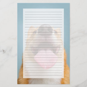 Getty Bilder Mycket Lycklig Corgi
