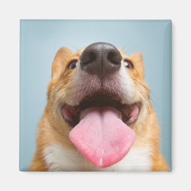 Getty Bilder | Mycket Lycklig Corgi Magnet (Framsidan)