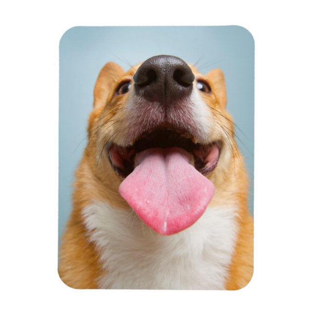 Getty Bilder | Mycket Lycklig Corgi Magnet (Vertikal)