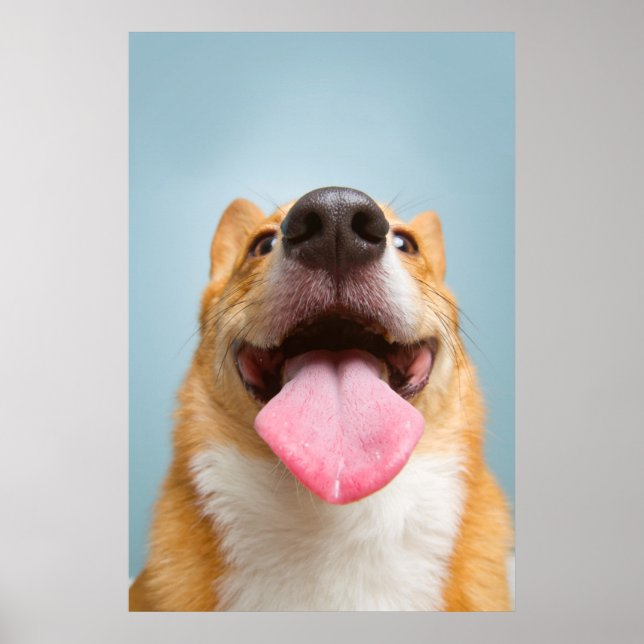 Getty Bilder | Mycket Lycklig Corgi Poster (Framsidan)