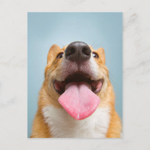 Getty Bilder   Mycket Lycklig Corgi Vykort