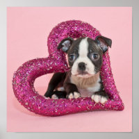 Getty Bilder | Puppy Kärlek