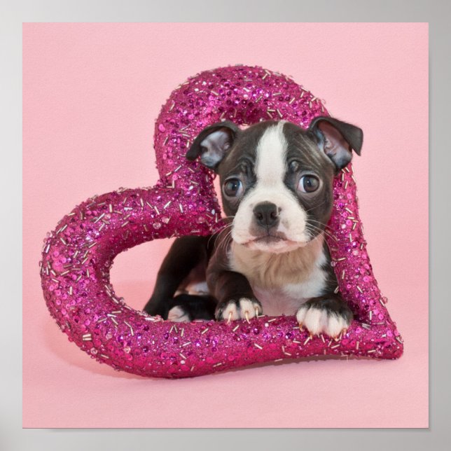 Getty Bilder | Puppy Kärlek Poster (Framsidan)