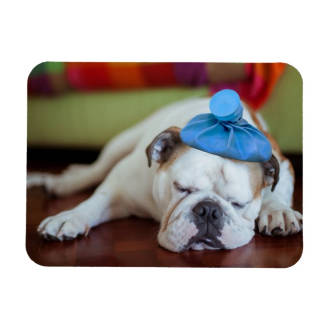 Getty Bilder | Sick Young Puppy Magnet (Horisontell)