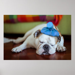 Getty Bilder Sick Young Puppy Poster