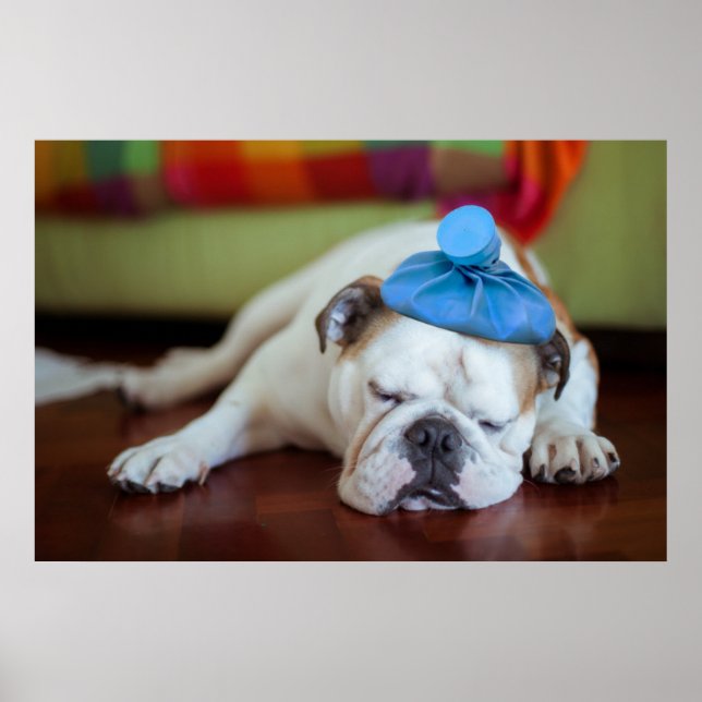 Getty Bilder | Sick Young Puppy Poster (Framsidan)
