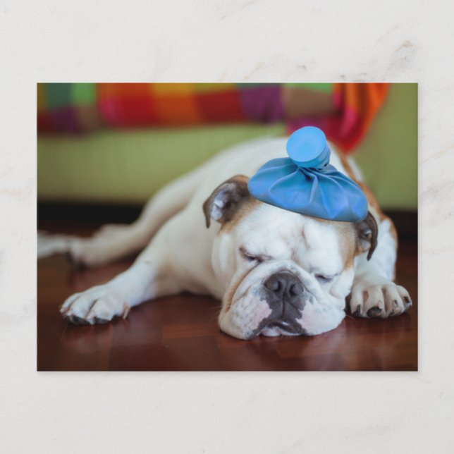 Getty Bilder | Sick Young Puppy Vykort (Framsida)