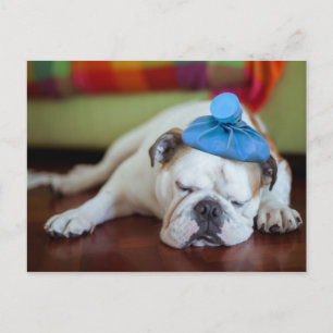Getty Bilder Sick Young Puppy Vykort