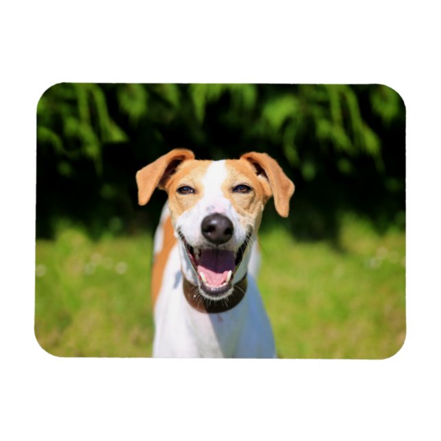 Getty Bilder | Slakt Hund Magnet (Horisontell)
