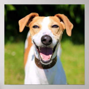 Getty Bilder   Slakt Hund Poster