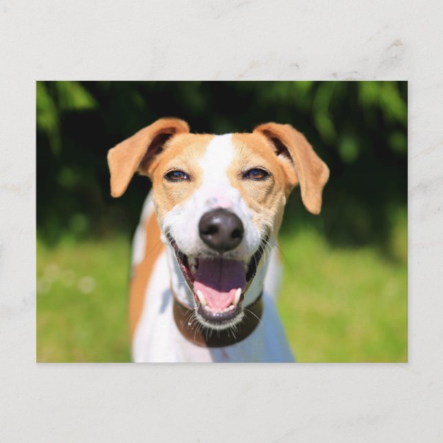 Getty Bilder | Slakt Hund Vykort (Framsida)