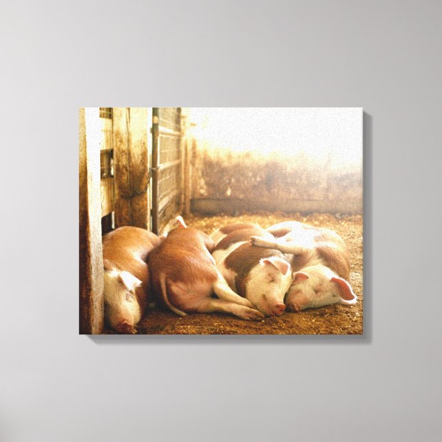 Getty Bilder | Snuggling Grisar (Framsida)