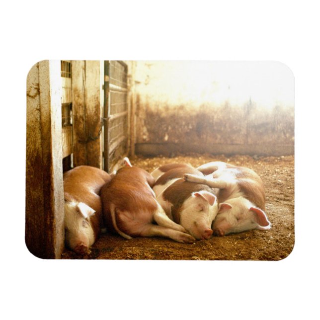 Getty Bilder | Snuggling Grisar Magnet (Horisontell)