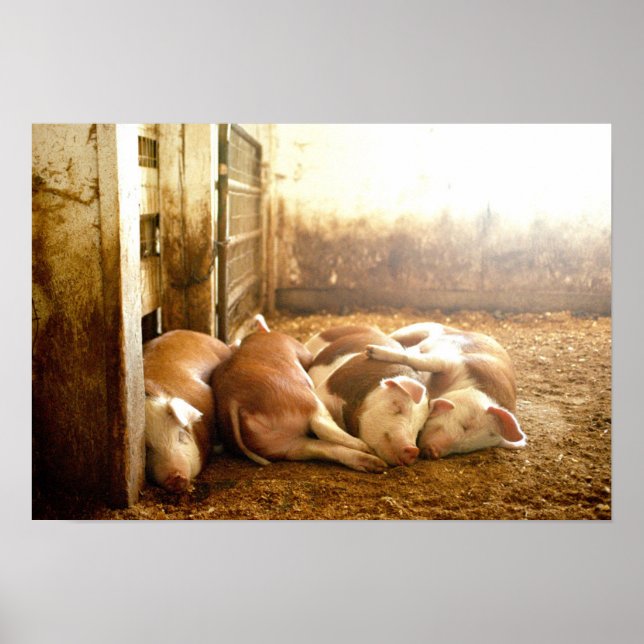 Getty Bilder | Snuggling Grisar Poster (Framsidan)