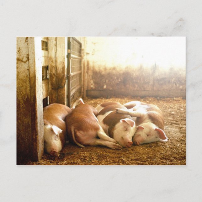 Getty Bilder | Snuggling Grisar Vykort (Framsida)
