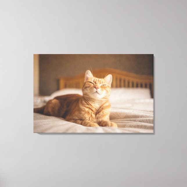 Getty Bilder | Sömnig Katt (Framsida)