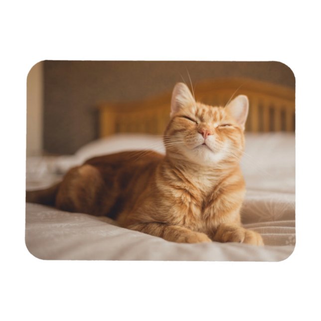 Getty Bilder | Sömnig Katt Magnet (Horisontell)