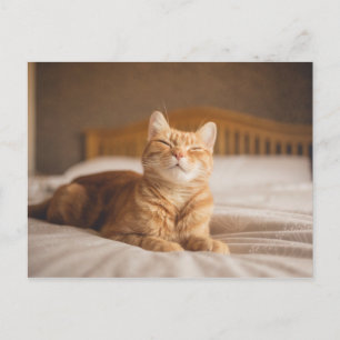 Getty Bilder Sömnig Katt Vykort