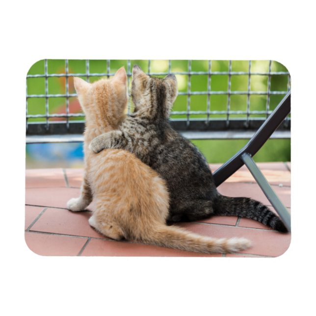 Getty Bilder | Två kattungar på Balkony Magnet (Horisontell)