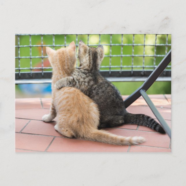 Getty Bilder | Två kattungar på Balkony Vykort (Framsida)