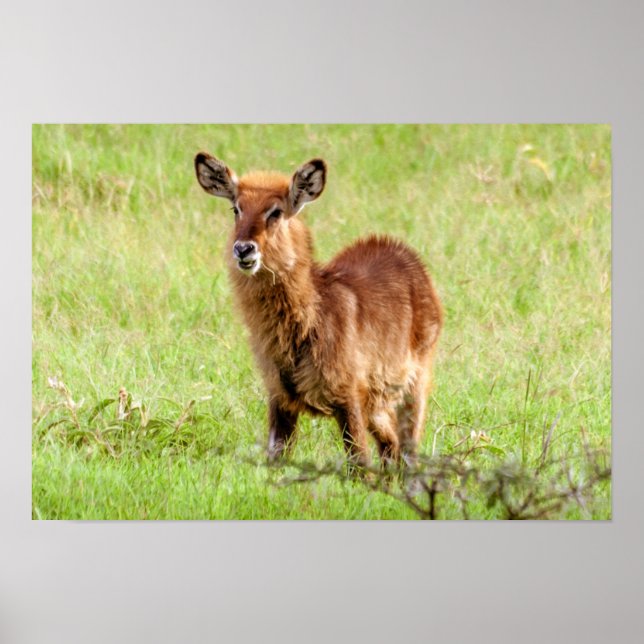 Getty Bilder | Young Brown Antelope Waterbuck Poster (Framsidan)