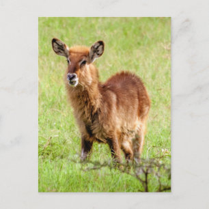 Getty Bilder Young Brown Antelope Waterbuck Vykort