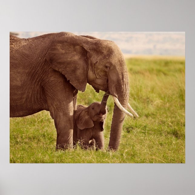 Getty Images | Elephant & Baby Poster (Framsidan)